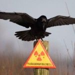foto de un cuervo con las alas abiertas sobre una señal que indica el peligro radiactivo de la zona de Chernobyl