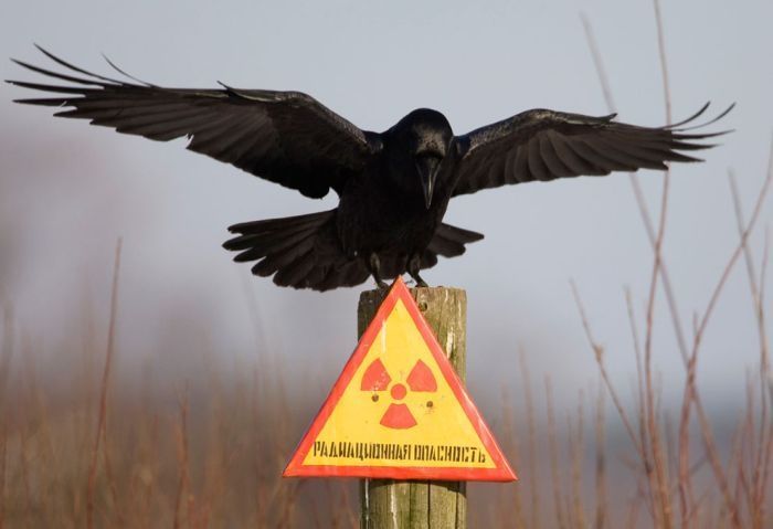 Chernobyl: 25 años no son ná (radiactivamente)