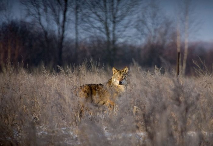 chernobyl 25 años aniversario accidente central nuclear