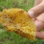 trozo de un panal de abejas