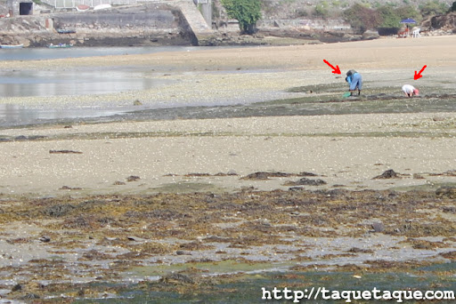 Mariscadores furtivos en la ría de Santa Cristina, Oleiros (La Coruña)