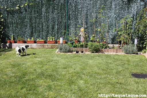 Huerta del jardín de mis cuñados en Santiago de Compostela Huerta del jardín de mis cuñados en Santiago de Compostela