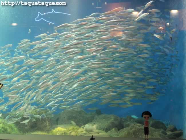 Aquarium Finisterrae, o "La Casa de los Peces", en La Coruña (28 de agosto de 2011) Aquarium Finisterrae, o "La Casa de los Peces", en La Coruña (28 de agosto de 2011)